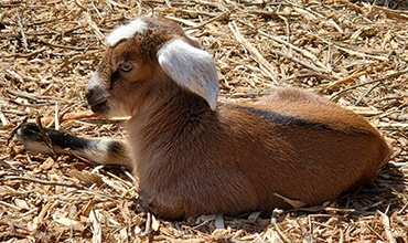 Baby Goat Callie