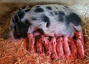 Pig with Babies